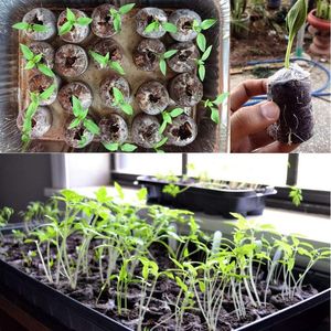 50 Pcs 40Mm Peat Pellet Soil Plant Starters Seed Fertilizer Nutrient Block Compressed Peat Block For Grow Herbs,Flowers