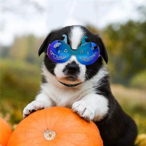 Hundkläder 10 st små solglasögon Vattentät vindtät UV -skydd för doggy valp katt halloween husdjursglasögon glasögon grossist x2