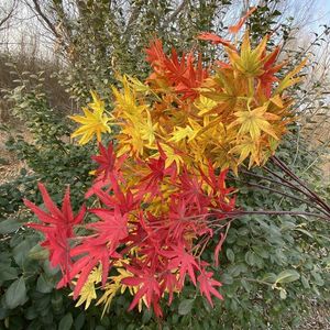 Decorative Flowers Artificial Plants American Red Maple Chicken Feet Leaf Blue Tree Home Garden Decorate