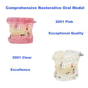 Vários tipos de dentes dentários Modelos de ensino de ensino
