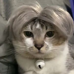 PET парики косплей реквизит смешные собаки кошки с переодевающимися шляпами для волос костюмы для головы для Halloowen Рождественские домашние животные