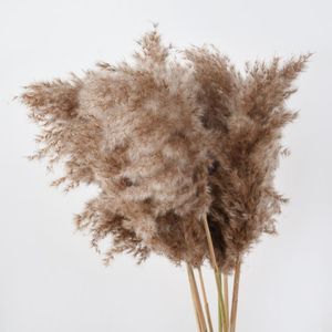 Decorative Flowers & Wreaths Center Piece Decor Natural Dried Reed Plants Wedding Flower Bunch Pampas Tableau Grass Decoration Phragmit 336i