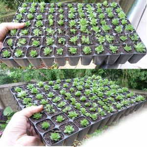 Seed Tray Planter Garden Pots Germination Plant Flower Nursery Grow Box Propagation 21200 Holes 240529