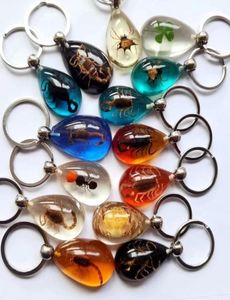 15 pcs real scorpion spider crab ant four leaf clover drop shaped amber resin keychain taxidermy oddity insect encased2404123