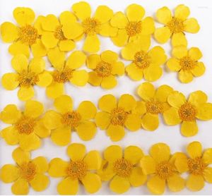 Decorative Flowers 250pcs Natural Pressed Buttercup Ranunculus Japonicus For Makeup Jewelry Postcard Invitation Card Phone Case DIY