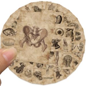 10/30/56st Vintage Horror Anatomy Physiology The Body Structure Stickers Skateboard Laptop Bagage Phone Car Bike Cool Sticker