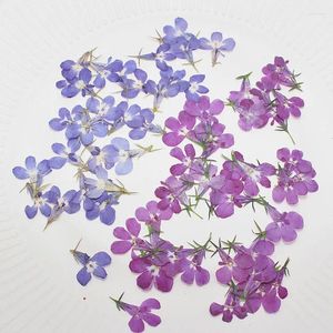 装飾的な花100pcsプレスドライブルー/紫色のロベリアエリヌスフラワープラント植物宝石宝石郵便カード招待カード作成