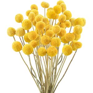 40st Natural Dried Craspedia Billy Balls BlommorDried Yellow Flowers Arrangement för Farmhouse Wedding Home Party Diy Decor 240325