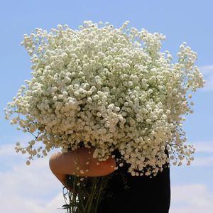 Natürliche frisch getrocknete Blumen Gypsophila Paniculata Babys Atem Blumenstrauß Geschenk für Hochzeitsdekoration Valentines 240325