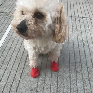 Odzież dla psów 4PCS Zwierzęta Buty bez poślizgu PET dostarcza wodoodporne buty do deszcz