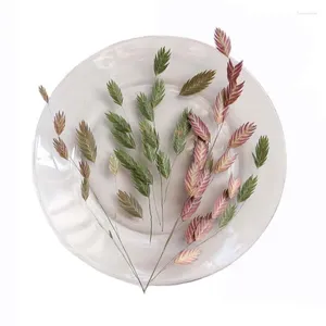 Flores decorativas 13-23cm/ planta natural real folhas prensadas ramificadas Small prensas de diamante de diamante para resina epóxi