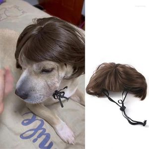 Costumi per gatti Pet parrucche da popplay Proppetti di scorta per cani da festa set di capelli trasversali pografia Accessori divertenti