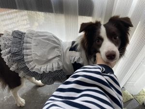 Hundklädkläder Pure Cotton Maid Lolita Style Black and White Cat Dress för alla säsonger Pet Kirt Kitten Valp