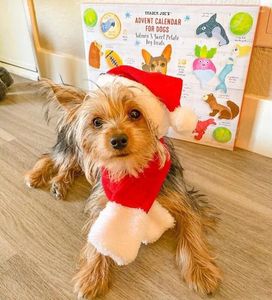 犬のアパレルペット猫犬のアクセサリー子犬のアイテムスカーフスカーフ帽子クリスマスの肥厚暖かいスカーフフェスティバルの装飾ソリッド編みs-l