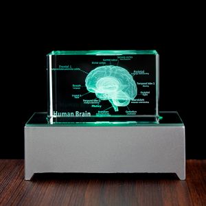 Esculturas 3D Modelo anatômico humano Crystal Laser Brain Sculpture Cube Fatuetas de peso de papel Pensando em um presente de ciência médica