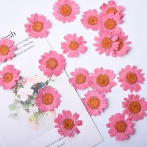 Decorative Flowers 2-3cm/24pcs True Pressed Chrysanthemum Petals Retro Red Dried Flower Drop Gum DIY Plant Po Frame Wedding Petal