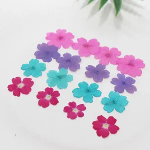 Dekorative Blumen 250pcs 1-2 cm gepresst getrockneter Färbemena Blumenpflanze Herbarium für Schmuck PO Rahmen Telefon Hülle Lesezeichen Handwerk Making DIY