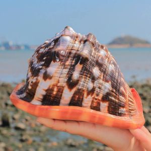 Urządzenie 1216 cm naturalne duże skorupki morskie ślimak wao konch morski dekoracje domowe plaż