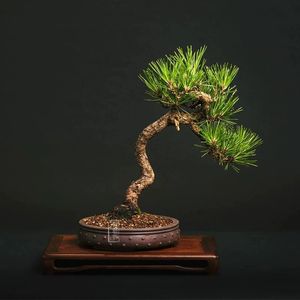 Cerâmica Classical Bonsai Pote Tradição da China Suculenta Decoração de Jardim 240329