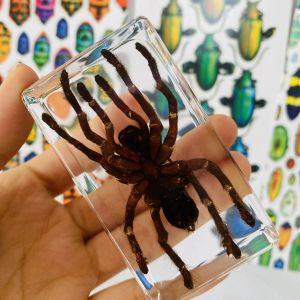 Skulpturer stor storlek 11 cm undervisning äkta små djur spindel harts verklig insekt fågelfångande spindelträdgård spindel