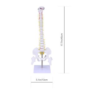 Spine Model Medical Anatomy Doctor Training Mannequin PVC Tailbone