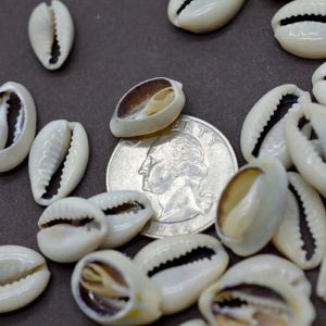 50pcs diy white seal cowrie cowry cowryチャームビーズビーチジュエリーアクセサリー女性用ブレスレットネックレスアクセサリー