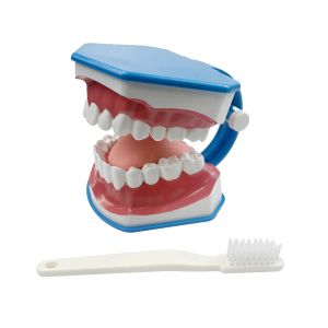 1pcs Standart Diş Öğretimi Dişleri Model Çalışması Oral Diş Diş Hekimi Eğitim Aracı Öğrenme Öğrenme fırçalama