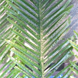 18 st stor latex jul konstgjorda växt träd gren frond uteplats sago phoenix kokospalm lämnar bröllop hemmöbler dekor