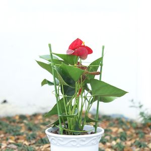 Plant Support Holder Single Stem Plants Bracket Metal Garden Plant Stakes for Plant Support Cage Rust Resistant Garden
