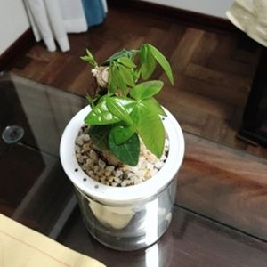 Selbstwässerung Pflanzer Töpfe Mini Blume Pot Innenkreis Sukkulente Pflanzentopf Fisch Tank Home Tabletop Blumentopf Haus Bonsai Dekor Dekor