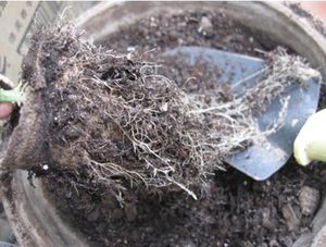 8cm kağıt yetiştirme pot bitki başlangıçları bitki sebzeleri çiçek ekici kreş kiti kiti biyolojik olarak parçalanabilir ev bahçecilik araçları yetiştirme