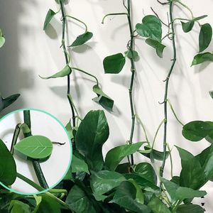 Invisible Wall Vines Sticky Hook Fixing Clip Climbing Plants Ties Holder Outdoor Indoor Small Medium Plants Bracket