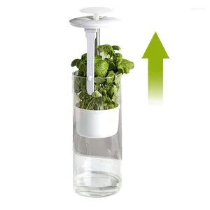 Bottiglie di stoccaggio CILANTRO CHIEDER PRESERVERVERVERVERVING ORDULS POTTURA CONTERINALE VERSE VERDE