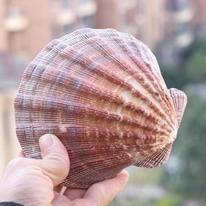 12-17 cm marrone naturale leone naturale conchiglie conchiglie conchiglie gusci di mare decorazioni per matrimoni fai-da-te decorazioni per paesaggi per la casa artigianato