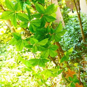 160 cm de trepadeira artificial de folhas verdes videiras de folhagem falsa plantas de folhagem rattan parede de casamento pendurado jardim paisagem decoração de festa