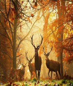 Herd of Stag Deer at Sunrise Art Silk Print Poster 24x36inch60x90cm 0169025445