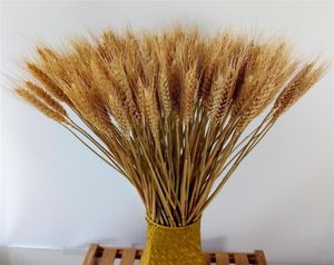 200 Stcs getrocknete Natural Triticum Wheat Bundle Flower Arrangement Home Table Hochzeitsfeier Mittelstücke dekorativ 24039039tall7057171