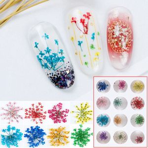 100pcs 15-20mm Pressed Dried Ammi Majus Flower Dry Plants For Nail art Epoxy Resin Pendant Necklace Jewelry Making Craft DIY Acces295n