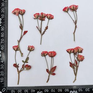 36pcs Pressed Dried Multi-heads Chinese Rose Buds Flower Plants Herbarium For Jewelry Bookmark Phone Case Postcard Scrapbook DIY