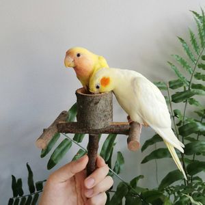 Pet Parrot Bird Standing Stick Träskål Stand Bird Cockatiel Parakeet Perches Bite Claw Sliping Toy Bird Cage Accessories