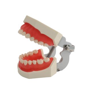 Zahnärztlich 28 Typodont -Zähnemodell Weiches Zahnfleisch Zahnmodell für Zahntechniker Übung Zähnekiefer Modellierungs Zahnmedizin -Werkzeuge