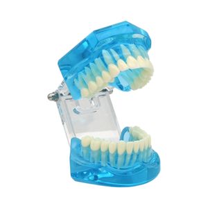 歯科歯モデル新しい歯科用1：1ティーチングモデルブルー/クリアスロッシングフロス標準タイプドントデモティーチ