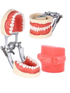 Modelo de dentes de Typodont dental com dentes removíveis Fit Kilgore Nissin 200/500 e Frasaco Ana-3/4 para demonstração de ensino de odontologia