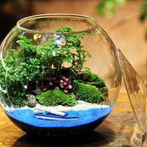 Micro Landscape Moss Bryophyte Ball Shape Glass Vase med lock Färsk grön Moss Bottle Glass Terrarium Bonsai Desktop Decoration