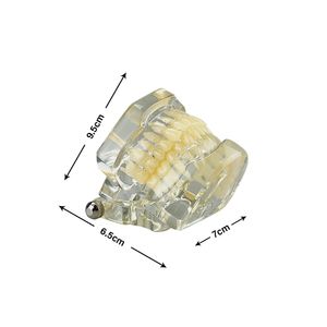 Modello di denti trasparenti standard per la pratica della pratica degli studenti dentisti Studio del modello di insegnamento odontoiatrico orale