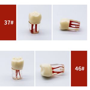 5pcs Endodontic Root Canal Teeth Dental Teaching Model Root Canal Resin Teeth Endodontics Blocks Training Dentistry Teaching