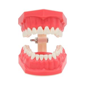 Dental 1: 1 Borstning Typodont tänder Modell Normal Standard Demo -tandtråd som praktiserar att studera demonstration