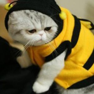 Haustier Hoodie Kleidung süße schicke Welpenbekleidung Kostüm Katzenhundmantel -Outfit Bienenstil