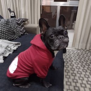 Ucuz köpek kıyafetleri köpek yüz klasikler küçük büyük köpekler için evcil hoodies kışlık ceket labrador fransız bulldog giyim