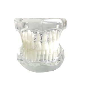 Diş Modeli 1: 1 Diş Öğretim Reçine Modeli Standart Yetişkin Diş Modeli Dişhekimlik Fırçalama Diş Flossing Demo Çalışması İçin